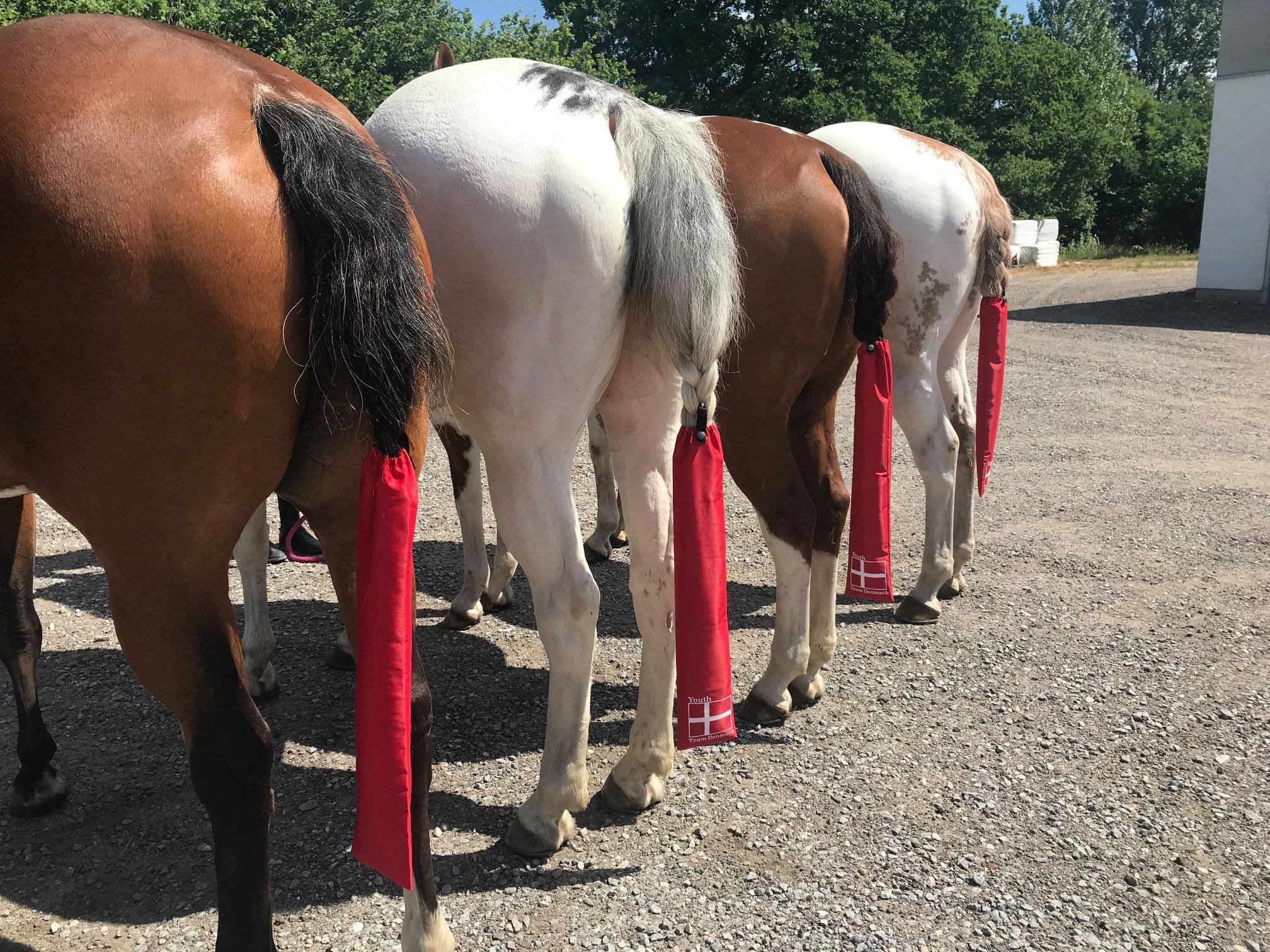 Heste med r�de haleposer monteret p� halen til fold og stald