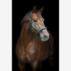 Catago Alea reflekterende grime - Ponderosa Pine