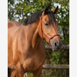 QHP Snoregrime - Burgundy