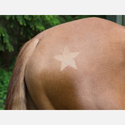 Kerbl Template for Horses - 3 stk