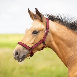 QHP F�l Grime Deluxe