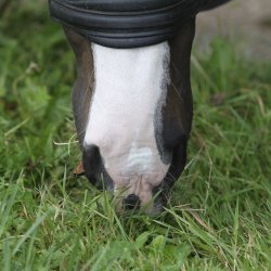 Nathalie Sun Lotion SPF30 250 ml