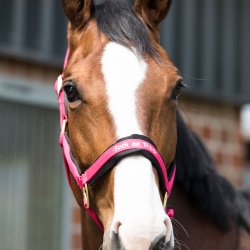 Back on Track Grime - Werano - Cherry