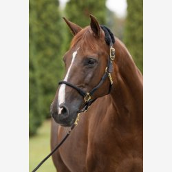 Covalliero Anniversary Grime