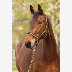 Covalliero Hippo Grime - Black/Walnut