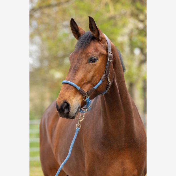 Covalliero Grime - Cordano DeLuxe