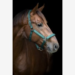 Catago Alea reflekterende grime - Ponderosa Pine