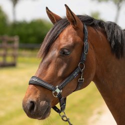 Harry's Horse Grime og tr�ktov - Sort/Petrol