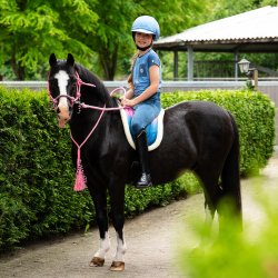 QHP Bareback Pad - Rosalynn