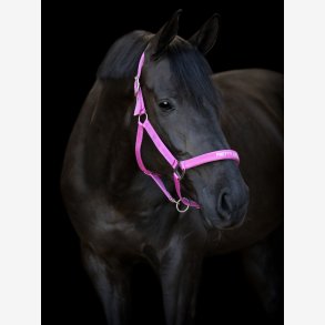 HG Malva grime - Phlox Pink