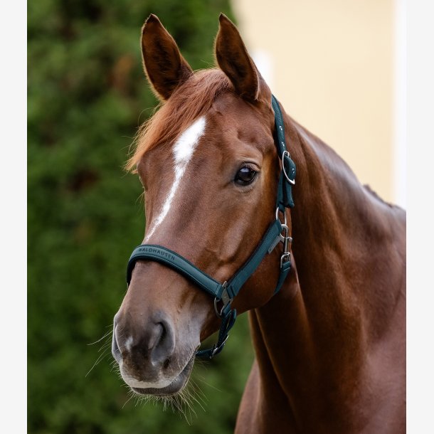 Waldhausen Athletic grime - Petrol Blue