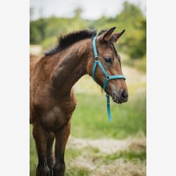 HG Malva f�lgrime - Arctic