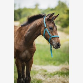 HG Malva f�lgrime - Arctic