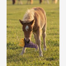 QHP Hesteleget�j - Pomfritter