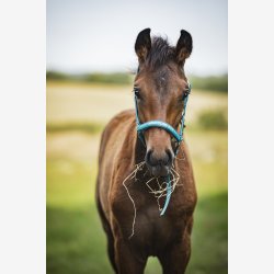 HG Malva f�lgrime - Arctic