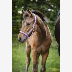 HG Malva f�lgrime - Lavender