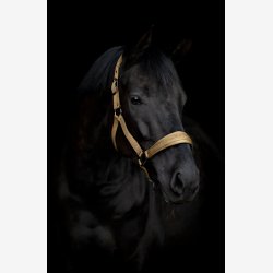 HG Diya 2.0 Grime - Kangaroo