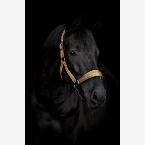 HG Diya 2.0 Grime - Kangaroo