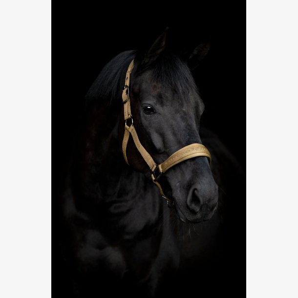 HG Diya 2.0 Grime - Kangaroo