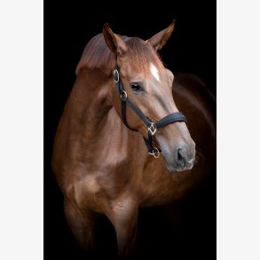 HG Diya 2.0 Grime - Sort