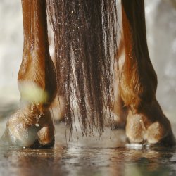 Nathalie Afterwork Wellness 750 ml