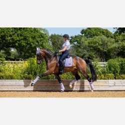 LeMieux Loire Polo Bandages Wisteria - Full