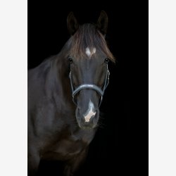 HG Malva grime - Asphalt