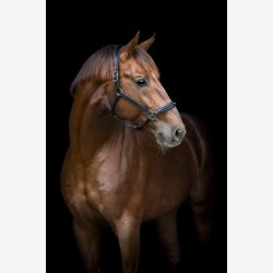 Catago Novi 25.2 ldergrime