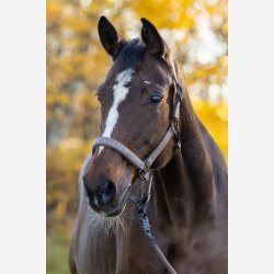 Covalliero grime - Brun med sorte sp�nder