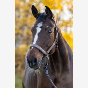 Covalliero grime - Brun med sorte sp�nder