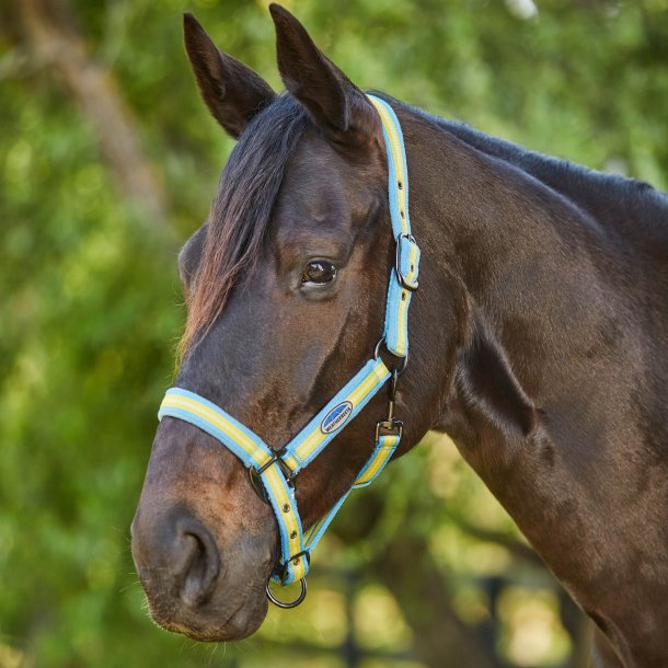 Weatherbeeta Coordinate Headcollar - Light Blue/Gold/Sand