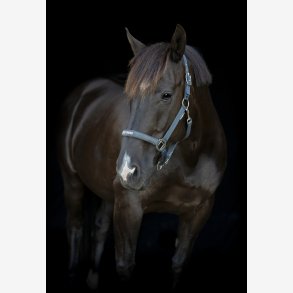 HG Malva grime - Asphalt