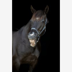 HG Malva grime - Asphalt