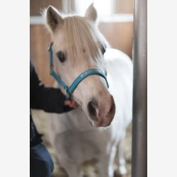 HG Malva grime - Aruba Blue