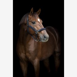 HG Vardia flet grime - Navy