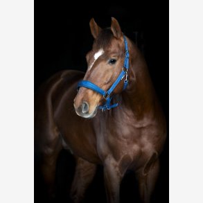 HorseGuard Diya 2.0 grime - Majolica Blue
