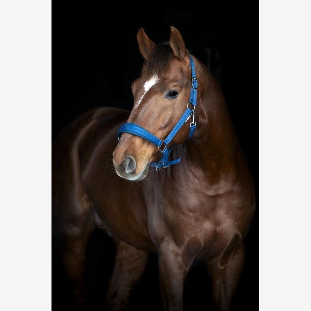 HorseGuard Diya 2.0 grime - Majolica Blue