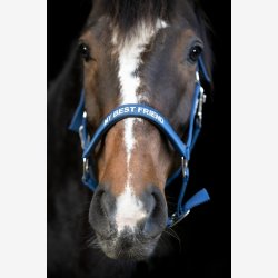 HorseGuard Malva grime - Majolica Blue