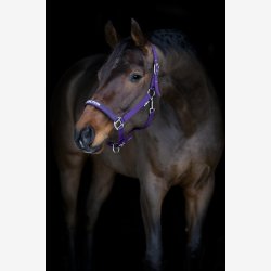 HorseGuard Malva grime - Purple Pennant