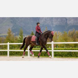 LeMieux Loire Classic DR Square - Orchid - DR17