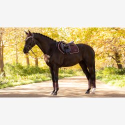 LeMieux Loire Classic CC Square - Damson