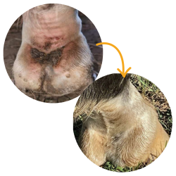 Absorbine Silver Honey Mud Defence Spray