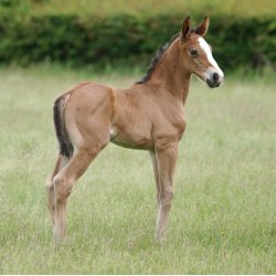 Nathalie Foal Shampoo - 500 ml