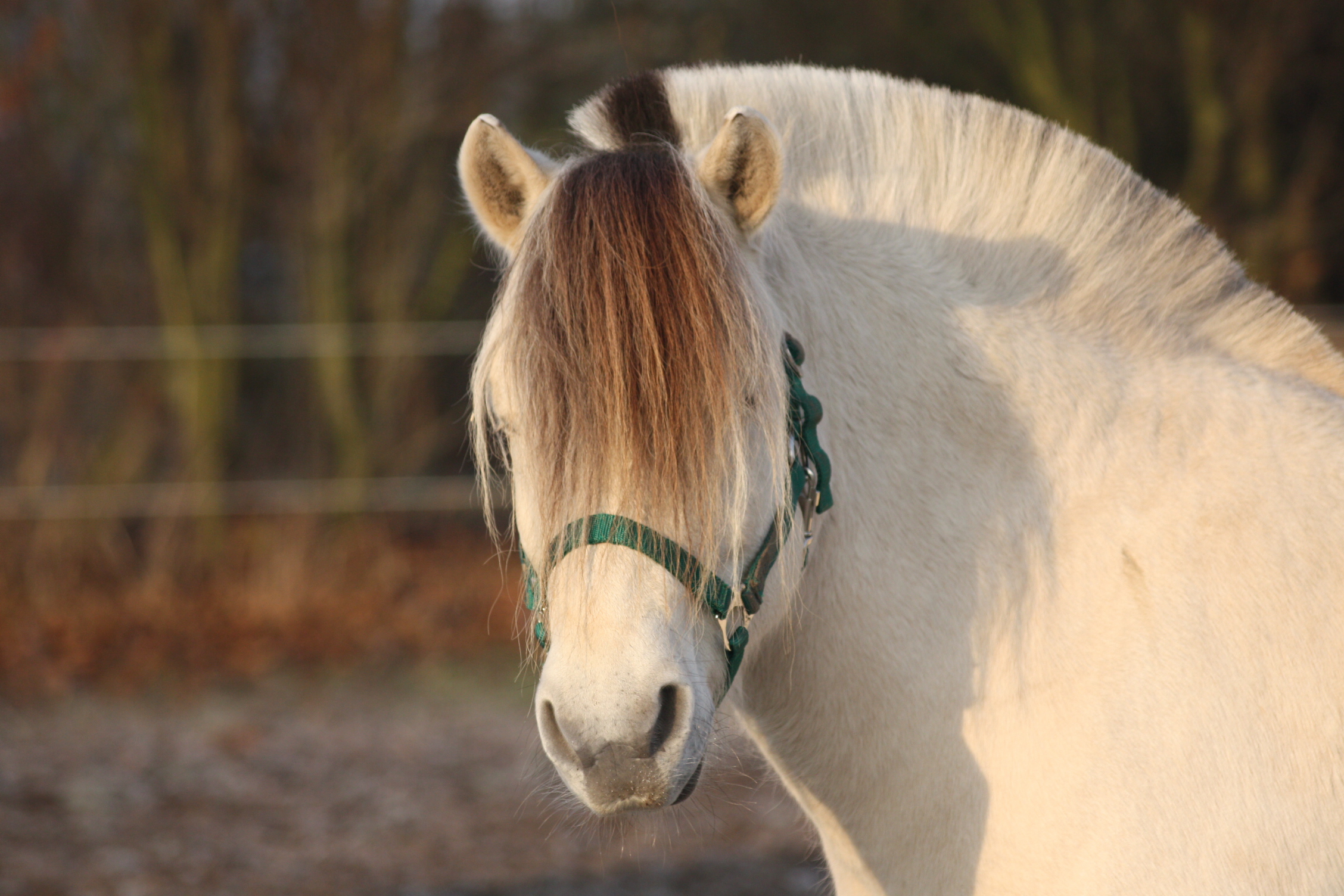 Hest og pony