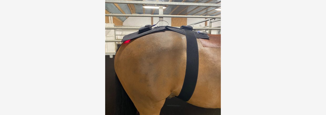 Riislund lysterapi med r�dt lys p� hestens ryg