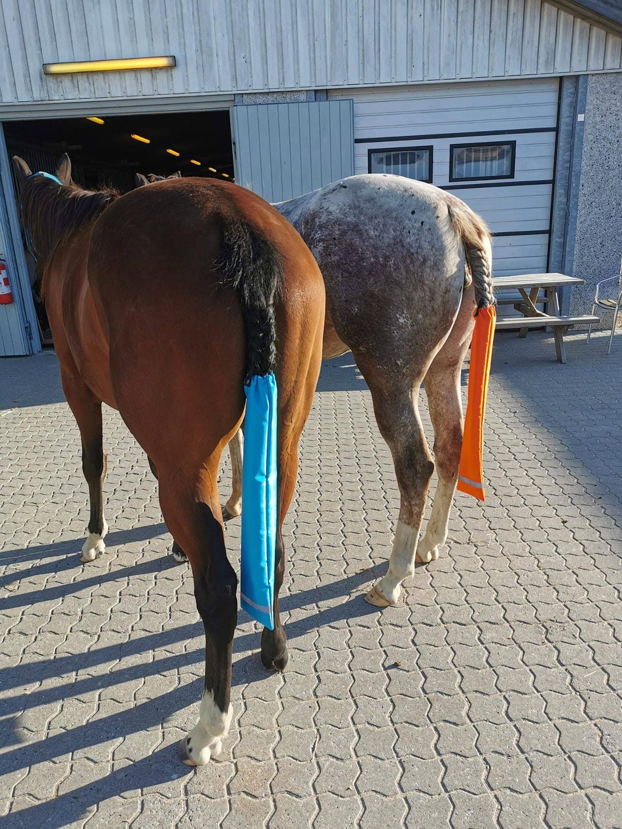 Haleposer i nylon til hest og pony