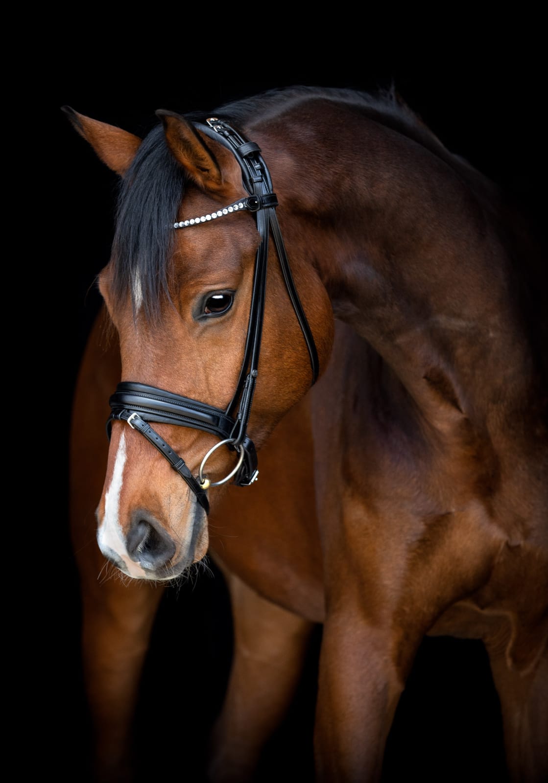 Trenser til hest og pony